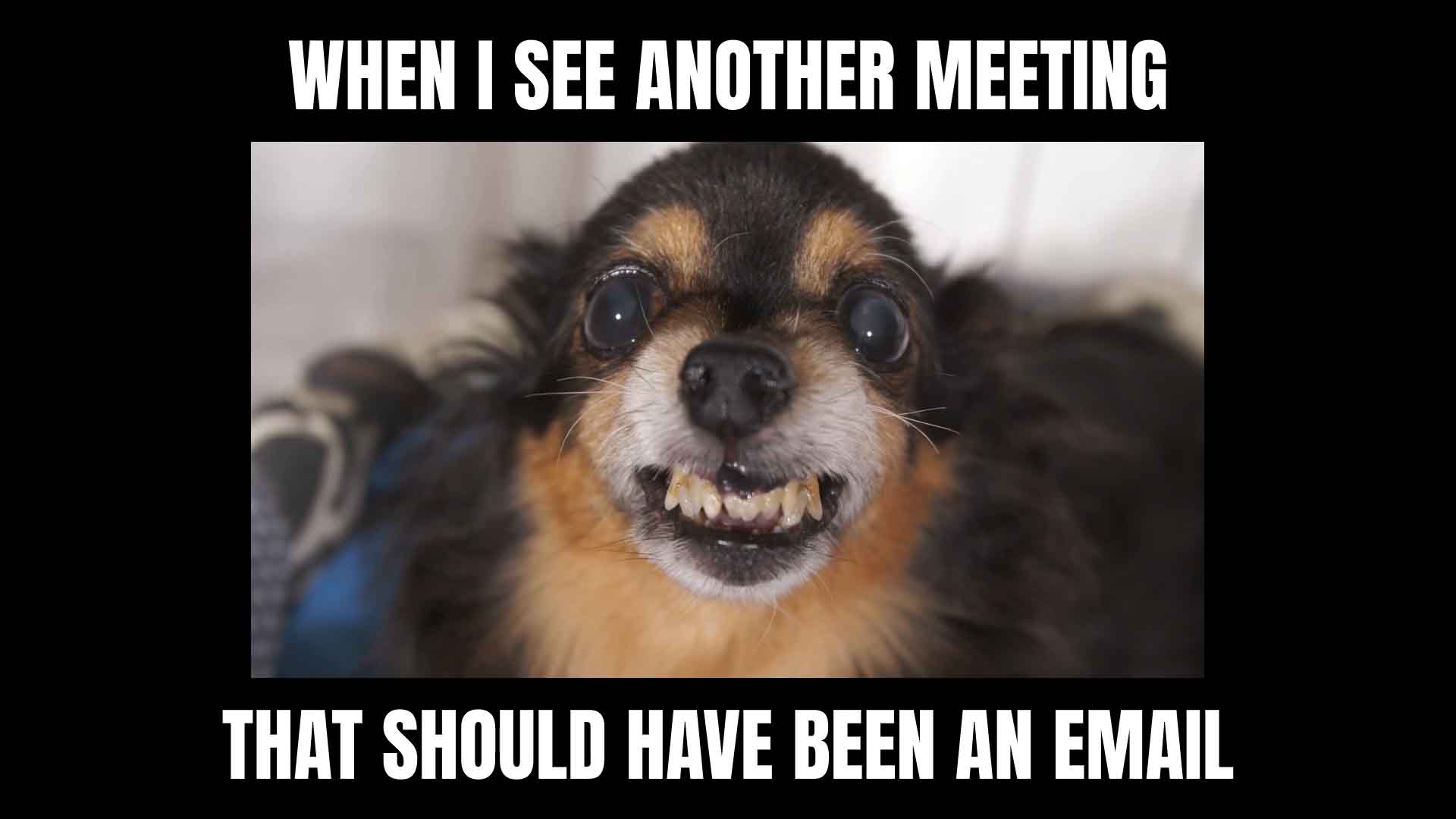 Online Meme Generator Create Video Memes Free Veed Io